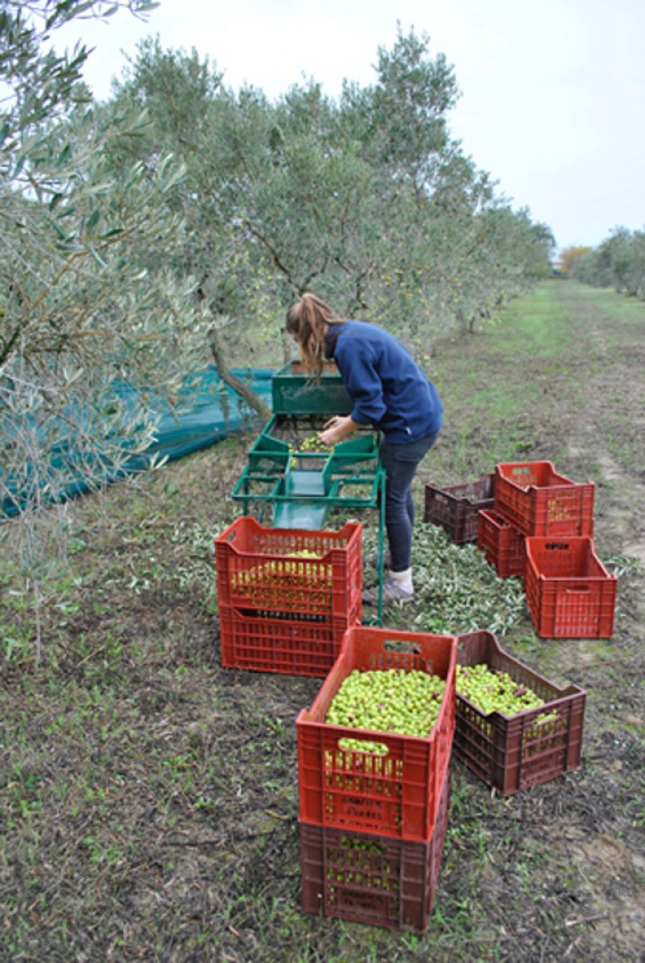 Cueillette des olives  à La Paysanne
